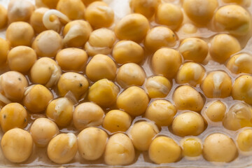 yellow chickpeas soaked in water for making hummus, vegetable background closeup