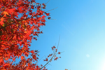紅葉と青空