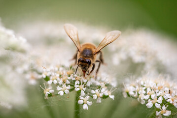 honeybee on a flower