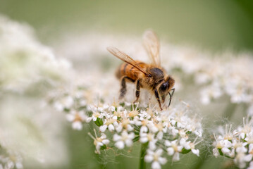 honeybee on a flower