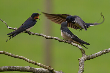 Barn swallow feeding brood