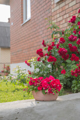 Naklejka premium Rose bush in the country in midsummer near house from red brick. Flower pot in front