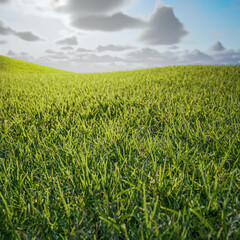 Green grass field on small hills and blue sky with clouds
