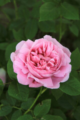 blush pink rose in the garden. antique rose