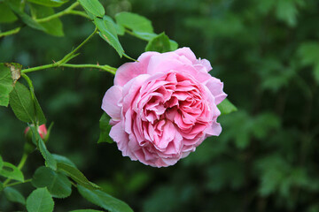 blush pink rose in the garden. antique rose
