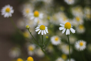 field of camomile. close-up camomile green background
