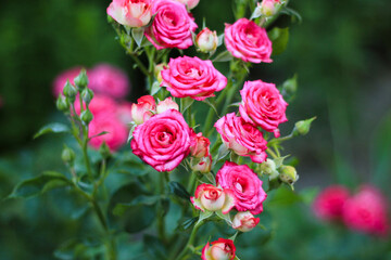 pink roses in the garden. brunch full of roses in the garden