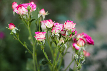 pink roses in the garden. brunch of pink roses