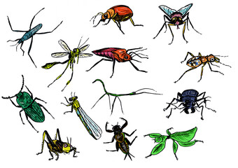 set of insects