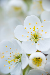 White cherry flowers on a branch on a sunny day on a light background. Spring snow-white bloom in a garden or park