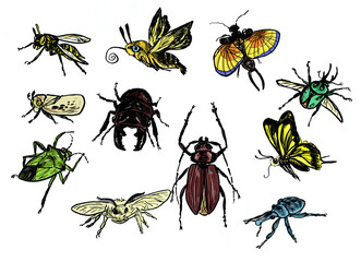 set of insects
