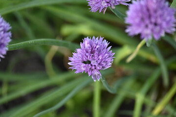 Purple Flower