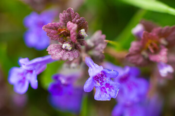 Purple flowers, inflorescence on a branch on a green foliage background. Spring and summer bloom