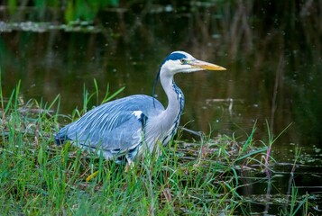 great blue heron