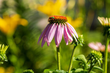 a solitary coneflower is blooming in the back garden