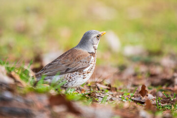 Fieldfare, Turdus pilaris, on a sprng lawn.