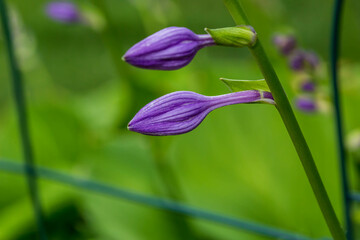 the purple Hosta's are getting ready to open!