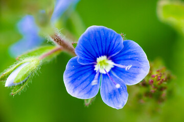 Blue periwinkle flowers on green leaves background