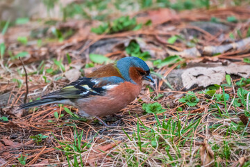 Common chaffinch, Fringilla coelebs, sits on the ground in spring. Common chaffinch in wildlife.