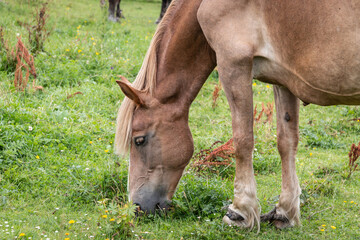 Naklejka na ściany i meble A beautiful red horse grazes in the meadow. Walking a horse. Close-up.