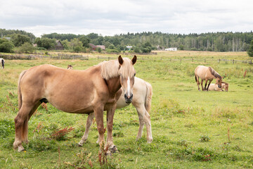 Naklejka na ściany i meble Beautiful horses graze in the meadow. Horses in the pasture. Walking horses.