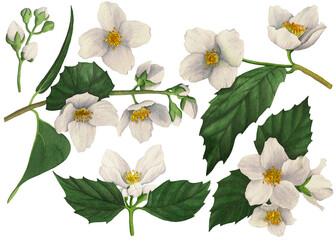 Jasmine flowers. Set of 6 elements on a white background. Watercolor illustration.