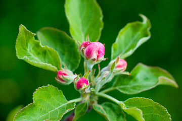 Pink buds of unopened apple tree flowers on a branch on a sunny day against a green foliage background. Spring bloom in a garden or park