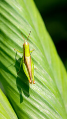an green grasshopper with a dark brown line on its back sitting on a leaf in the garden on a sunny day