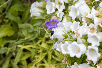 A blue wood bee, Xylocopa violacea, searches for pollen in a bellflower