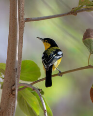 Common iora (Aegithina tiphia) spotted in Bera in Rajasthan, India