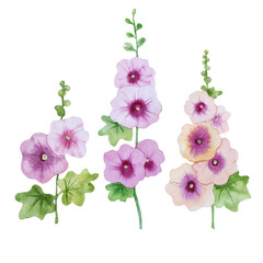 watercolor hollyhock flowers. Mallow flowers in style summer meadow  for floral designs