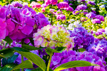 Obraz premium 紫陽花