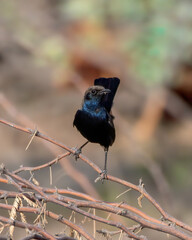 A male Indian robin (Copsychus fulicatus) spotted in Bera in Rajasthan, India