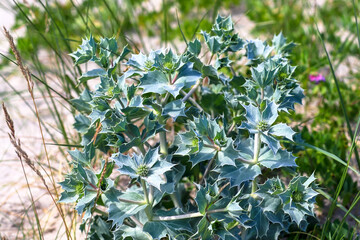 Eryngium campestre plant growing on the sand in the dunes