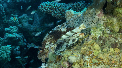 Large shoal of Miry's damselfish (Neopomacentrus miryae) swims near coral reef, Red Lionfish (Pterois volitans) lie on the reef and looks on the school of fish. Red sea, Egypt