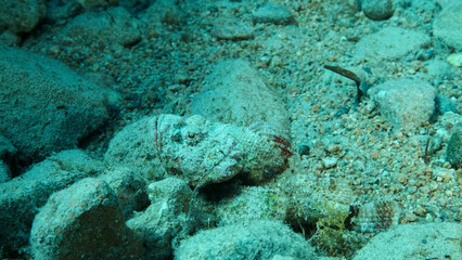 Close-up, Scorpionfish hiding among the reef. Tasseled Scorpionfish, Small-scaled Scorpionfish (Scorpaenopsis oxycephala).