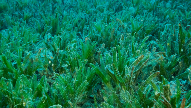Close-up of the Halophila seagrass. Camera moving forwards above seabed covered with green seagrass. Underwater landscape. Red sea, Egypt