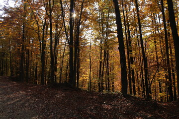 Obraz premium autumn in the woods