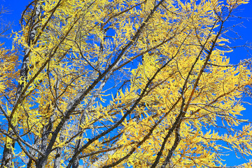 abstract autumn fall background leaves yellow nature october wallpaper seasonal