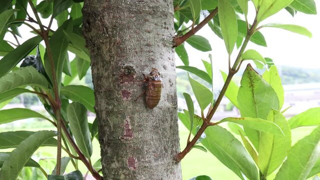 羽化していないクマゼミ（オス）の幼虫