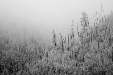autumn fog landscape forest mountains, trees view mist