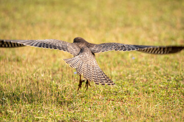 Amur Falcon