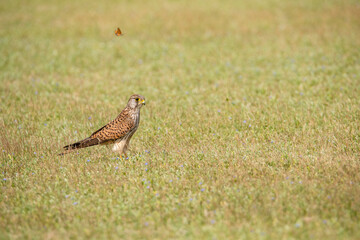 Kestrel