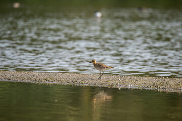 Sandpiper