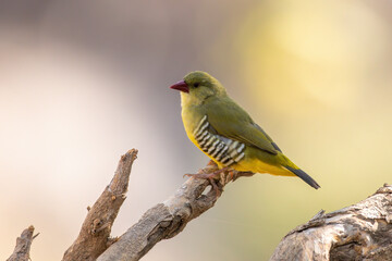 A green avadavat or green munia (Amandava formosa) observed in Mount Abu in Rajasthan, India