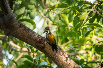 Greater flame back wood pecker