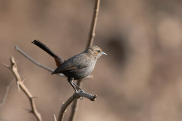 A female Indian robin (Copsychus fulicatus) spotted in Bera in Rajasthan, India