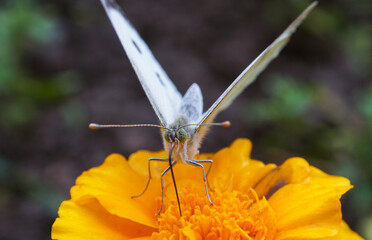 A white butterfly on a yellow flower