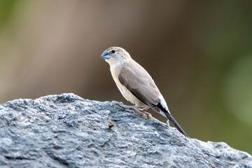 A Indian silverbill or white-throated munia (Euodice malabarica) spotted at Mount Abu in Rajasthan, India