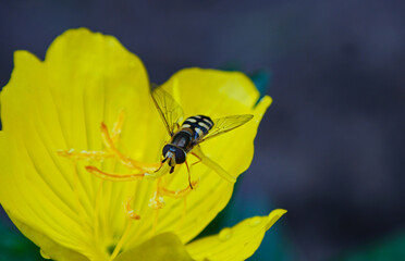 A yellow bee in a yellow flower